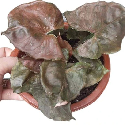 Syngonium (Chocolate miniature) plant Good