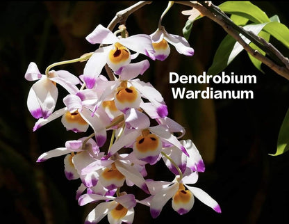 Dendrobium Wardianum