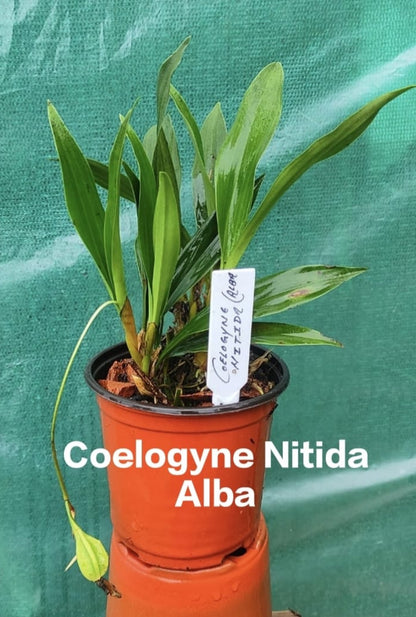 Coelogyne Nitida Alba