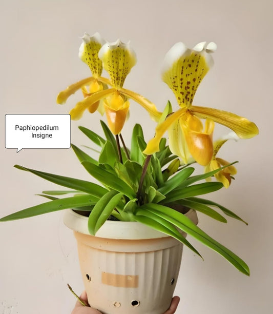 Paphiopedilum Insigne