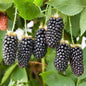 Black berry fruit plant