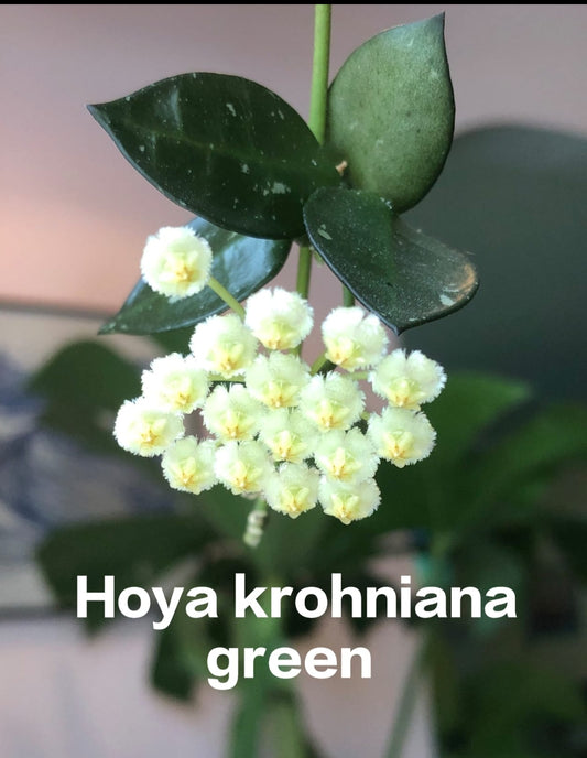 Hoya Krohniana Green