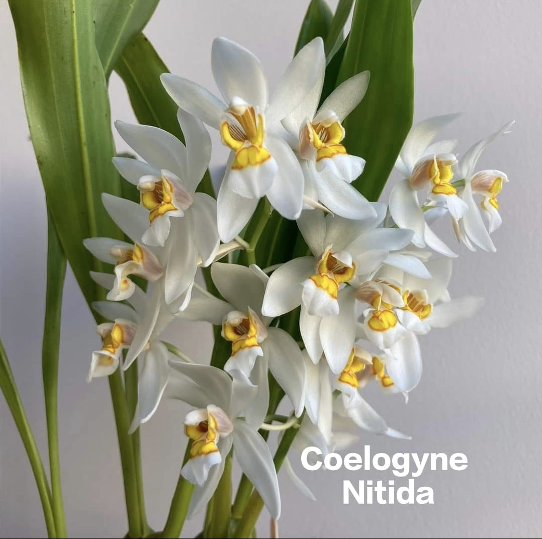 Coelogyne Nitida