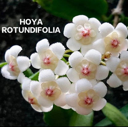 Hoya Rotundiflora