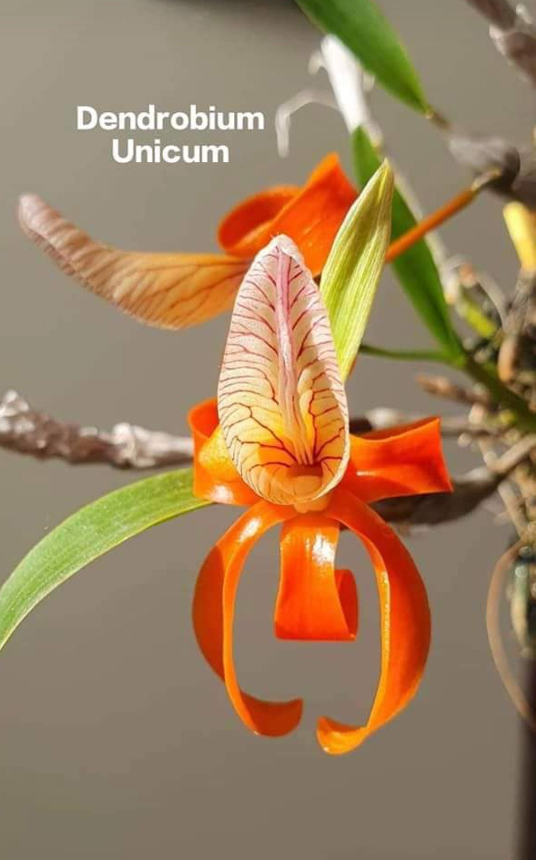 Dendrobium Unicum