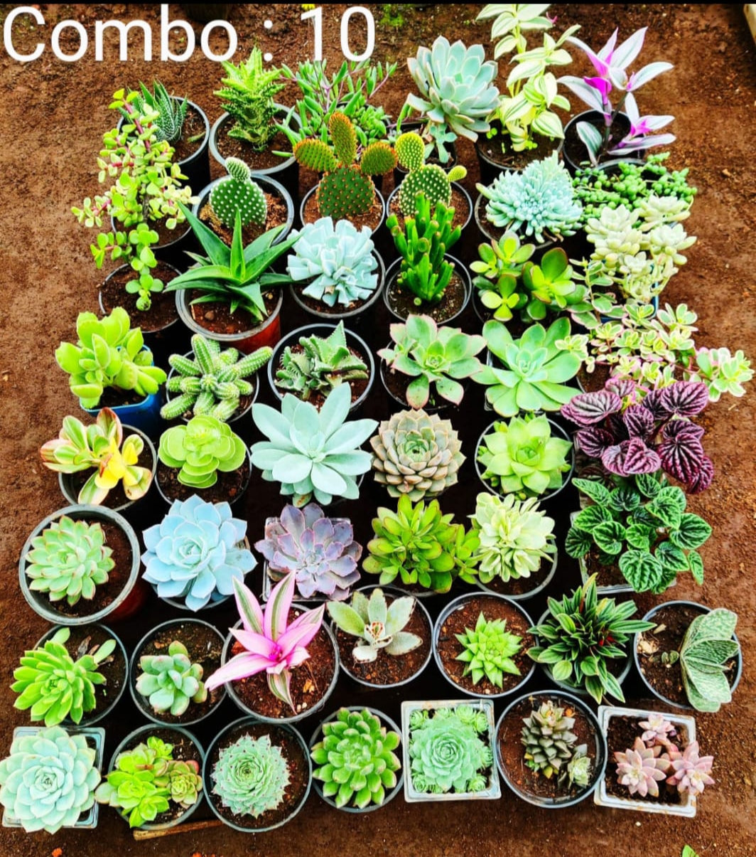 Succulent plant combo pack