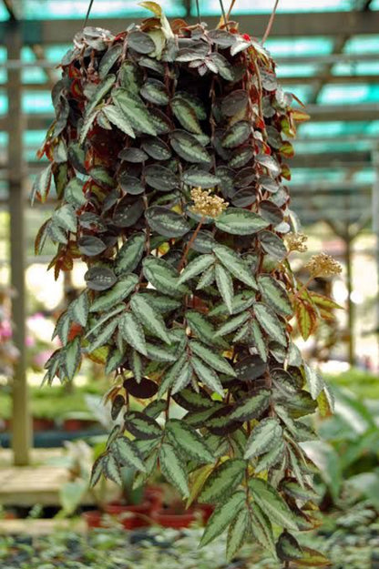 Watermelon Begonia (Hanging Plant)