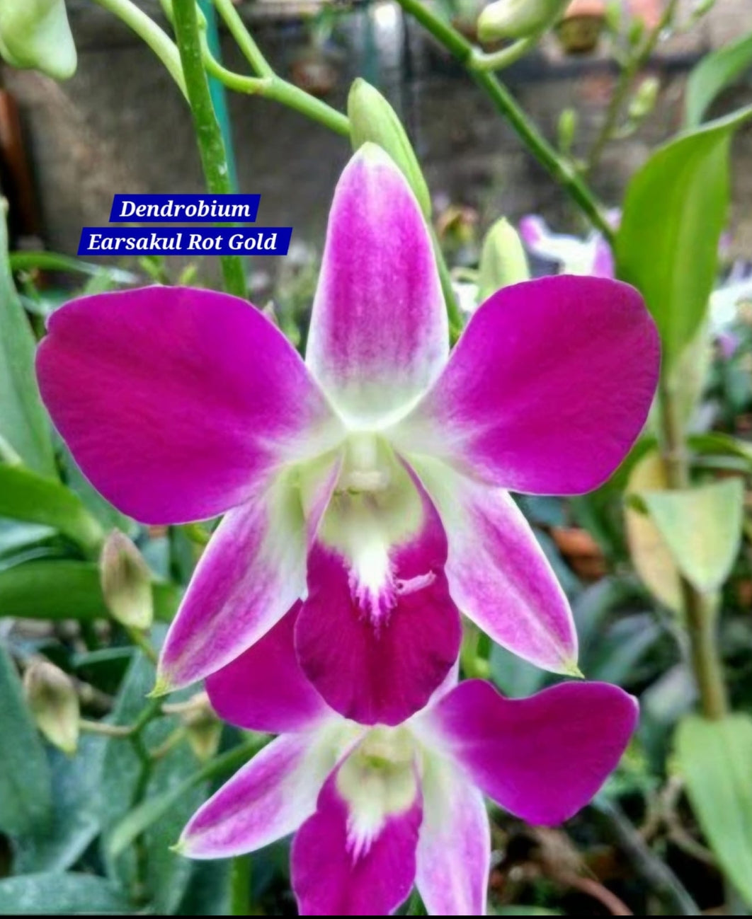 Dendrobium 17 Rot Gold