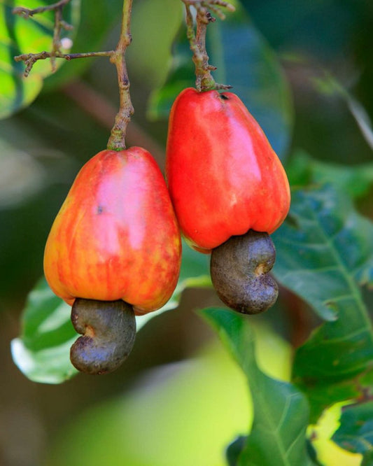 Cashew nut fruit plant