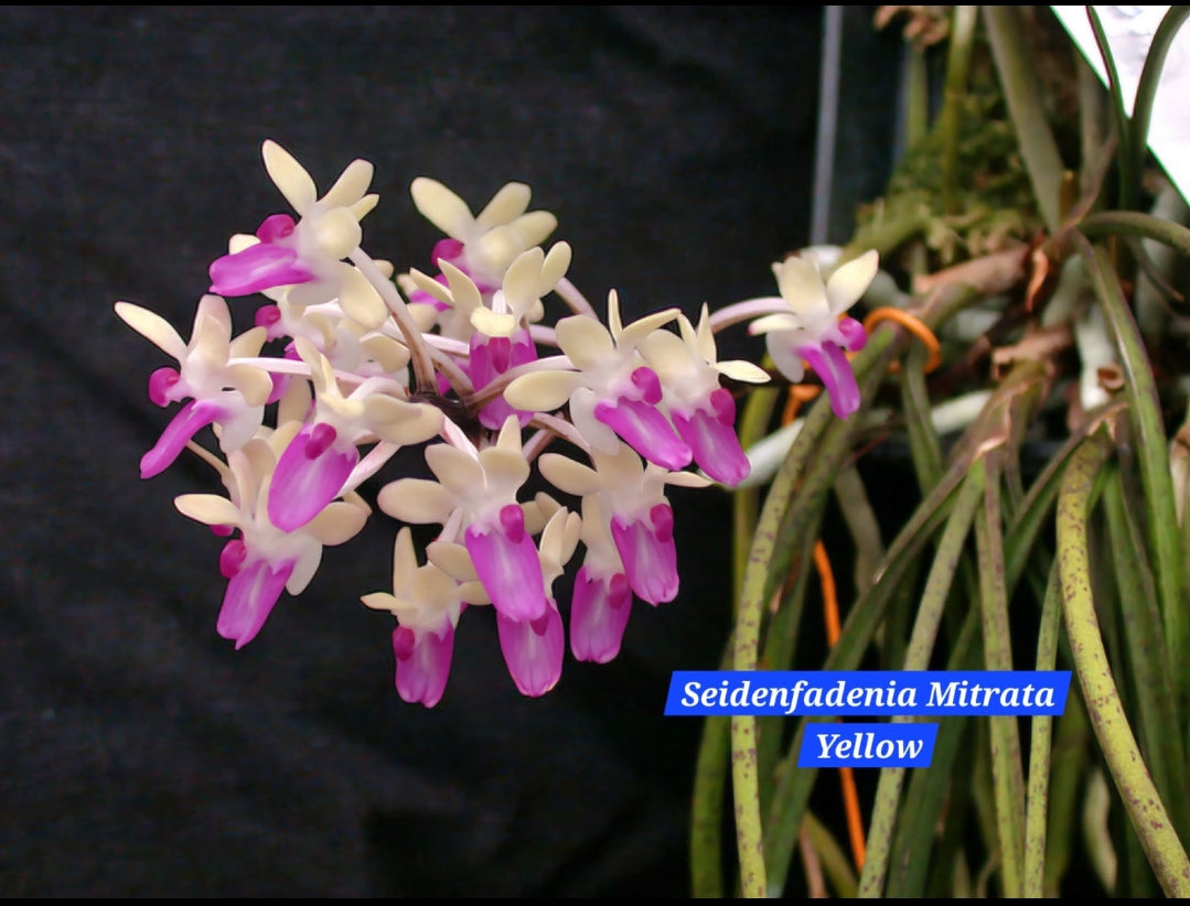 Seidenfadenia Mitrata (Yellow) Miniature Orchid