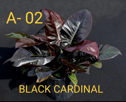 Black Cardinal Philodendron plant