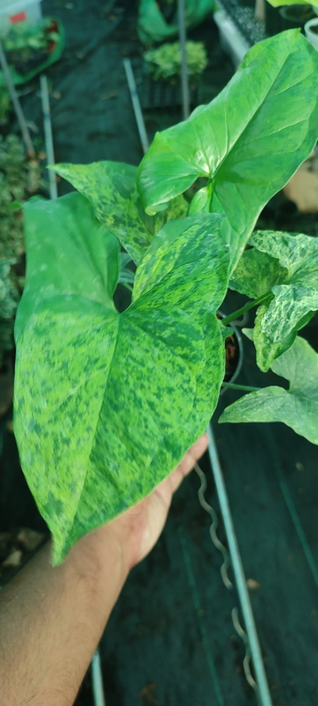 Syngoniyam Mojito plant