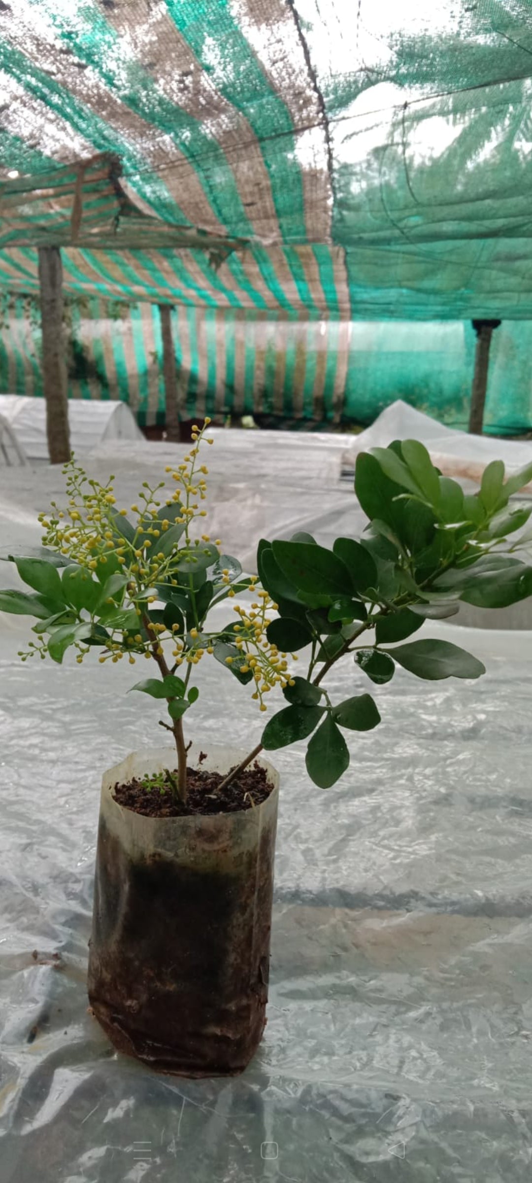 Chinese Perfume plant (shrub plant)