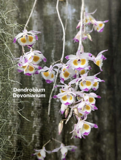 Dendrobium Devonianum