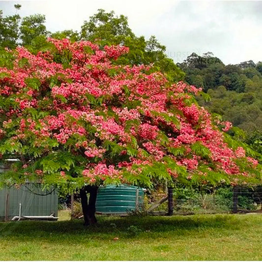 Cassia Javanica “pink shower tree”