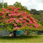 Cassia Javanica “pink shower tree”