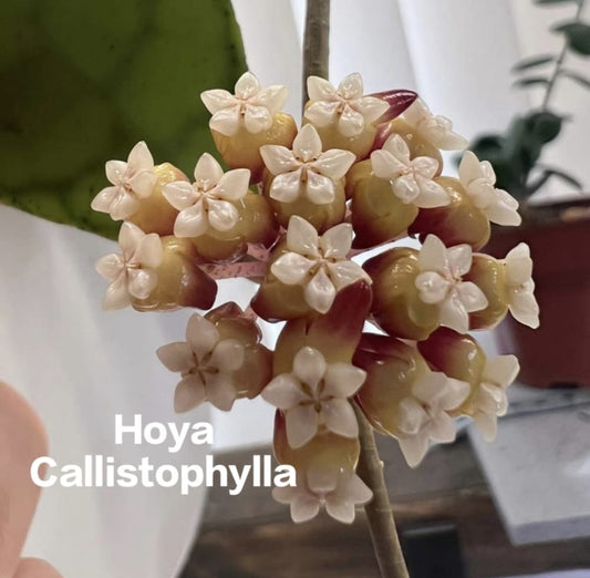 Hoya Callistophylla