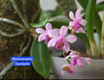 Phalaenopsis Taenialis