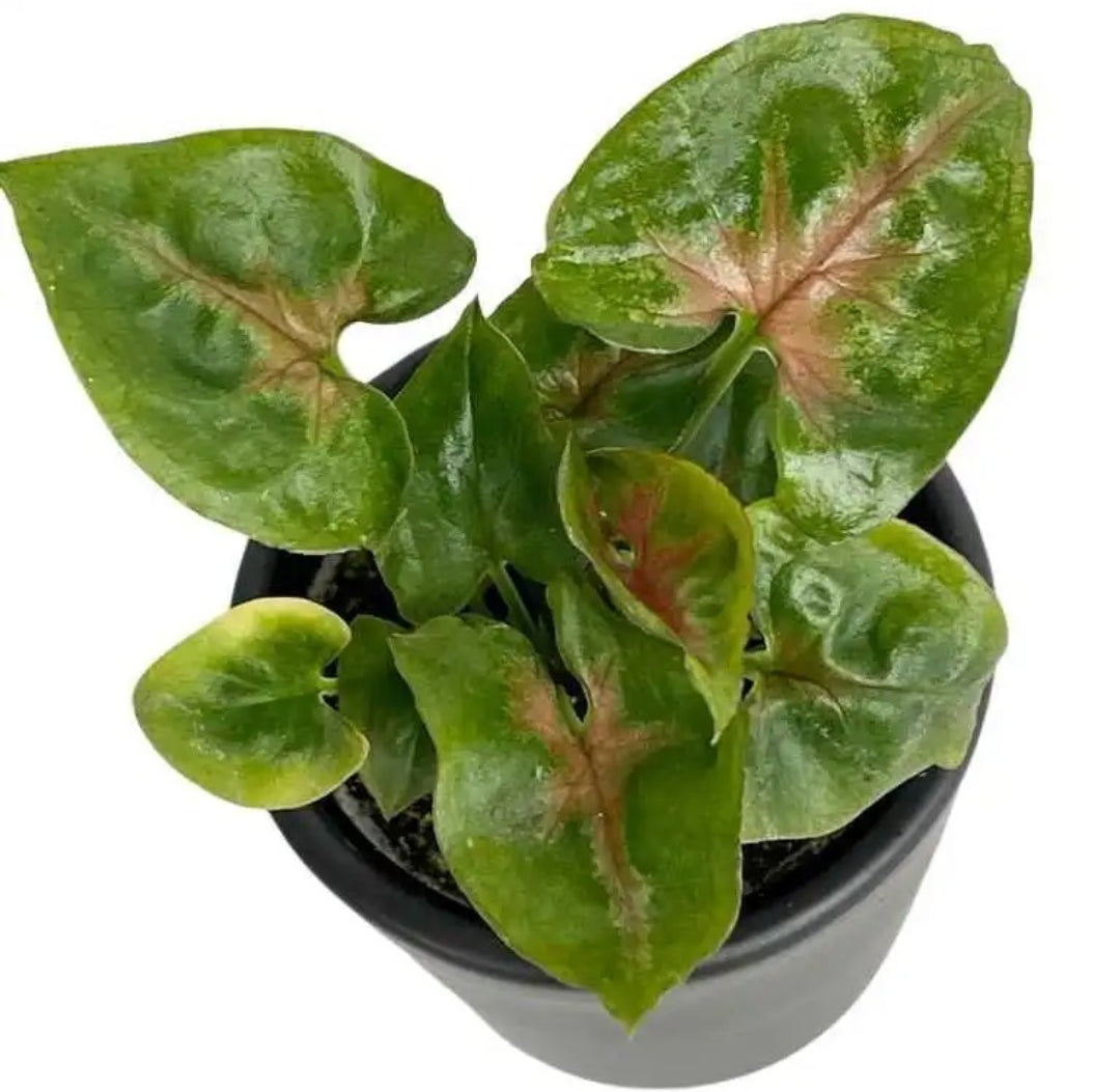 Syngonium Podophyllum 'Christmas' plant Good