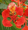 Gulmohar flowering tree plant