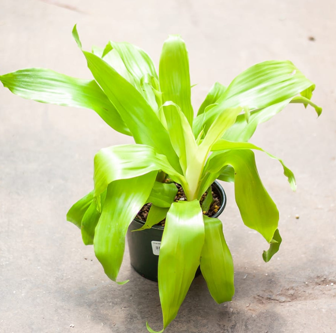 Dracaena Lime light plant