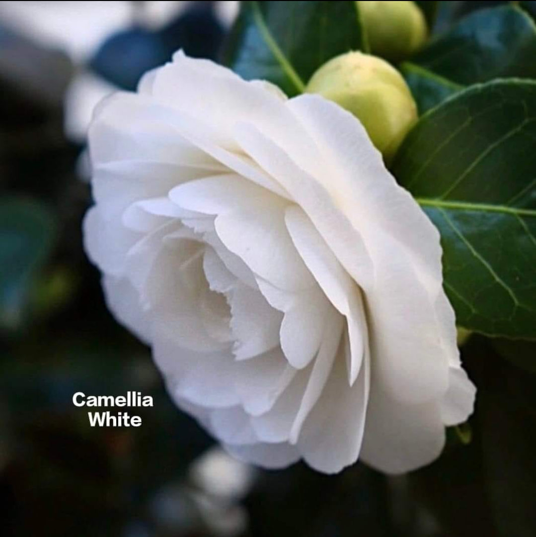 Camelia White