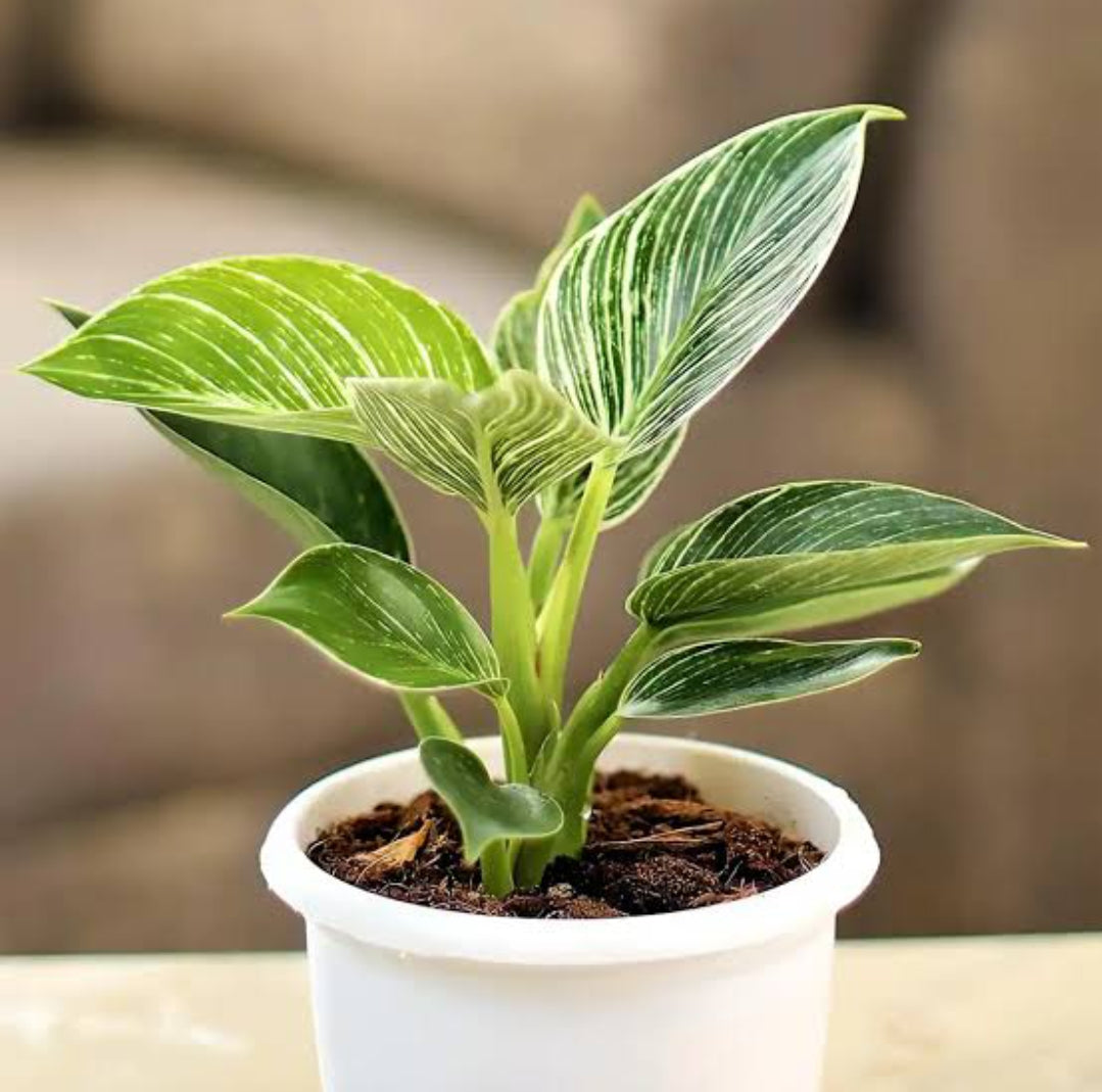 Philodendron Birkin (Indoor Shade Loving plant)