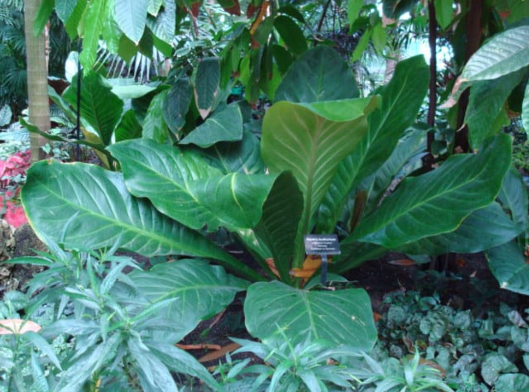 Anthurium Hookeri plant