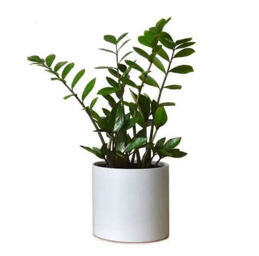 Zamioculcas Zamiifolia, Zz plant indoor plant Good