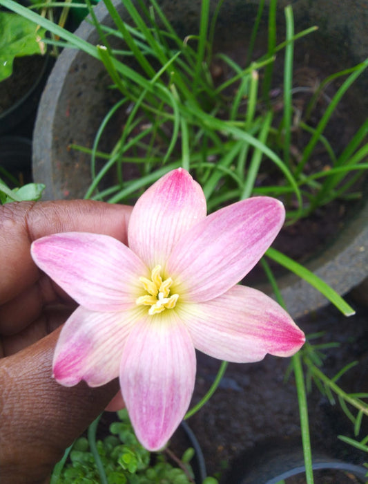 Japan silk Rain Lily bulb