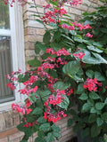 Red Bleeding Heart Vine | Clerodendrum Creeper with Hanging Flowers