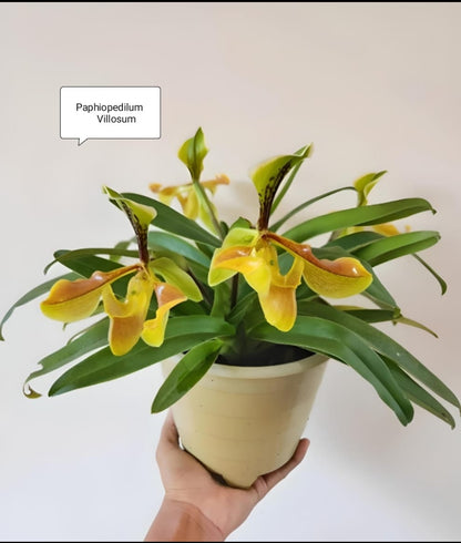 Paphiopedilum Villosum