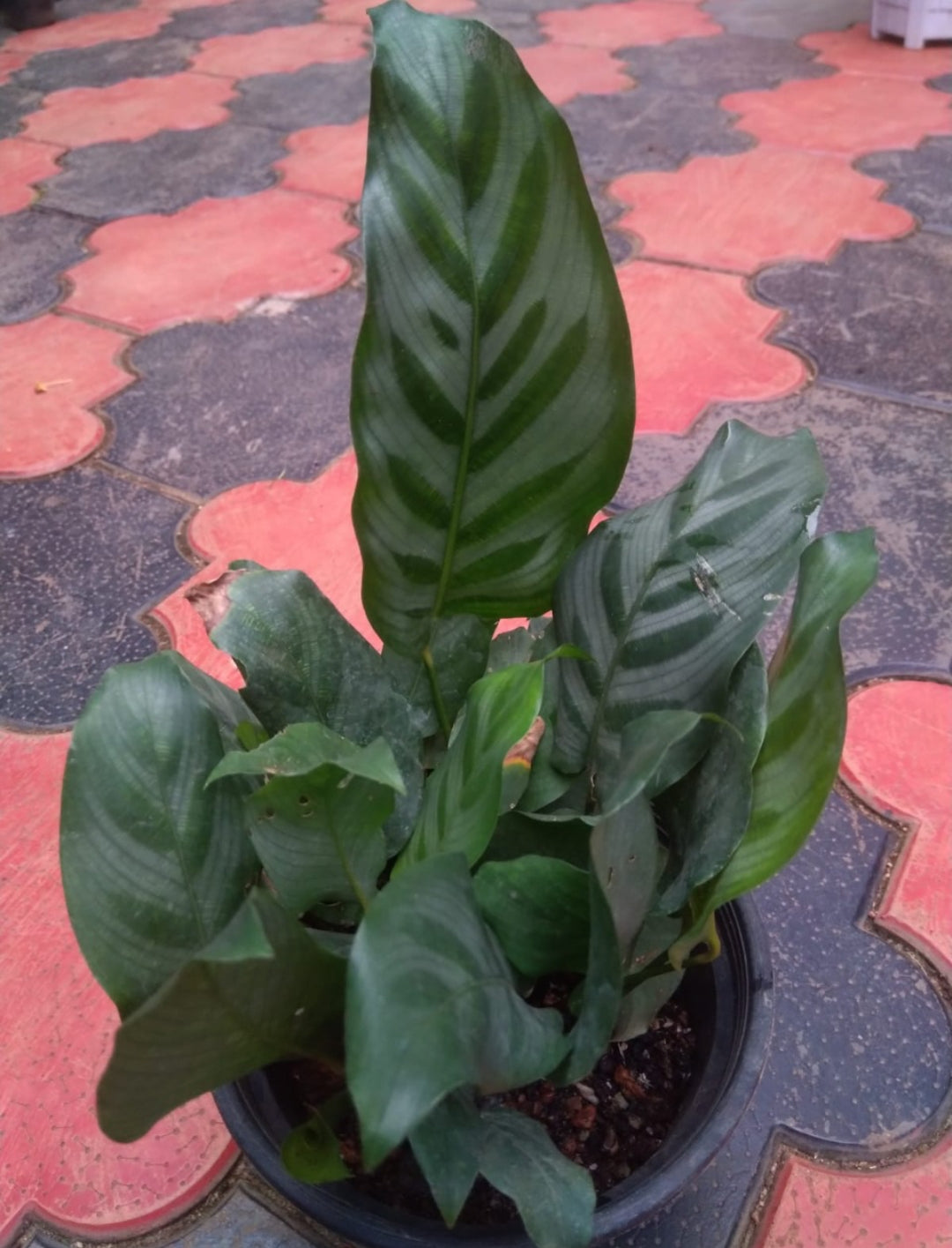 Calathea 16 (3 shoot plant)