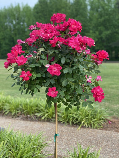 Buy Stand Rose Plant Online in India | Standard Tree Rose | Outdoor Flowering Rose Plant | Ashiyana Store