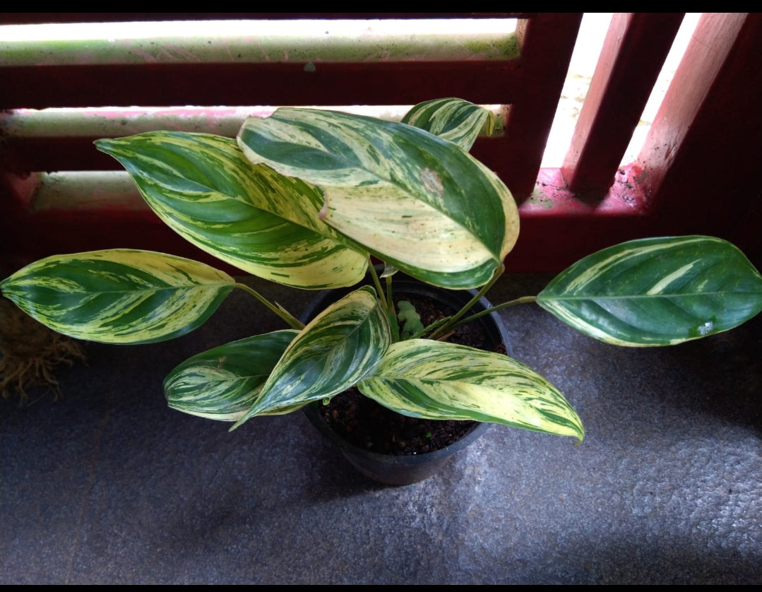 Calathea 22