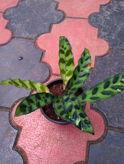 Calathea 21