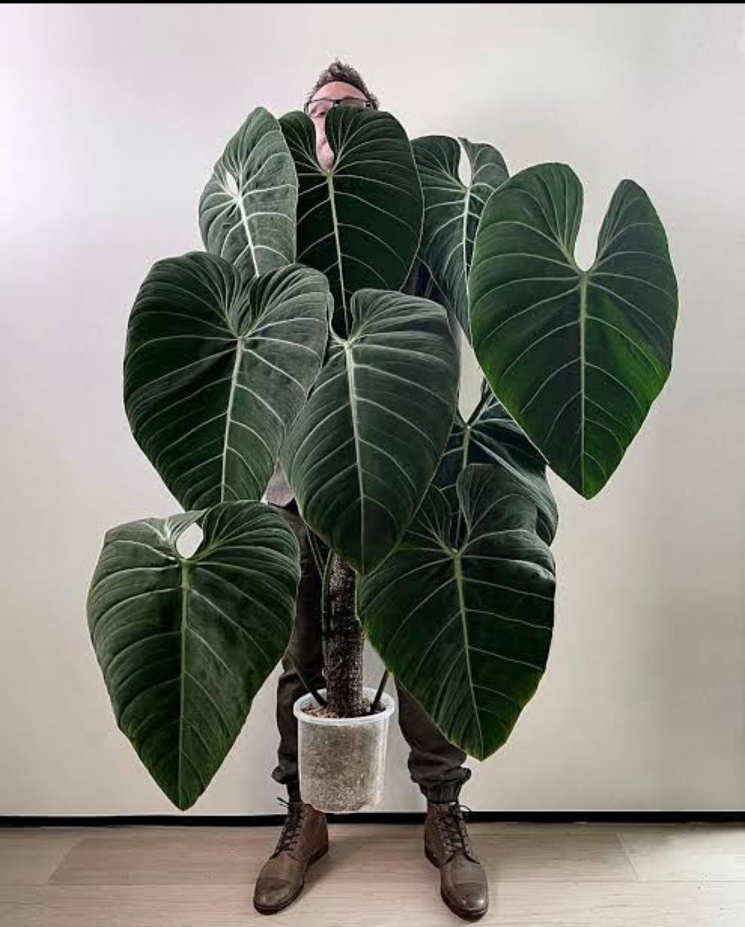 Philodendron Glorious Plant (Node Propagated)