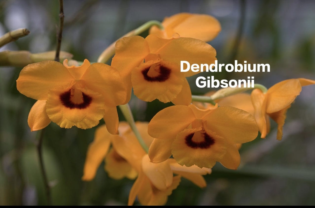 Dendrobium Gibsonii