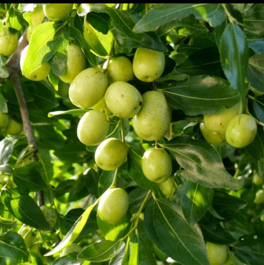 Ghoose berry fruit plant