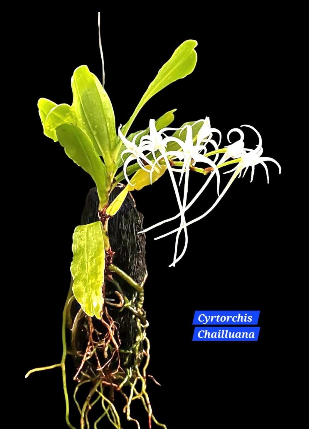 Cyrtorchis Chailluana