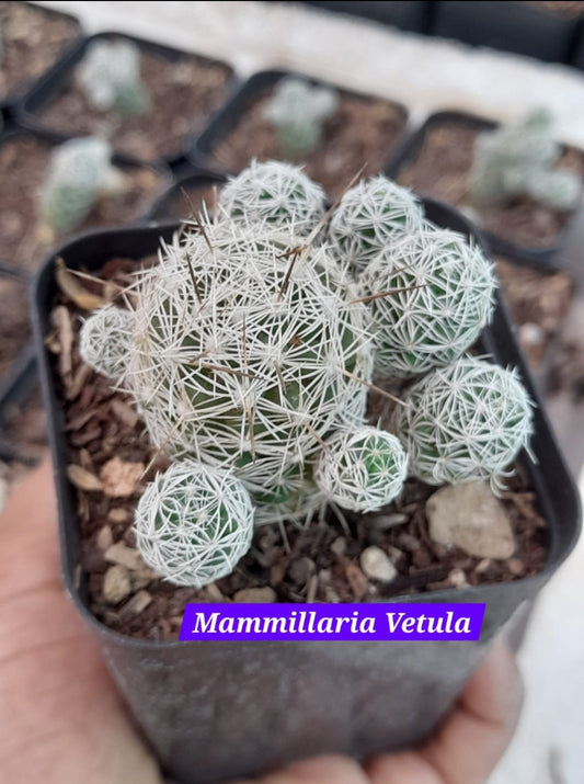 Mammillaria Vetula 17 cactus