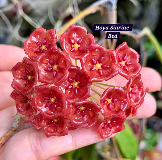 Hoya Siariae Red