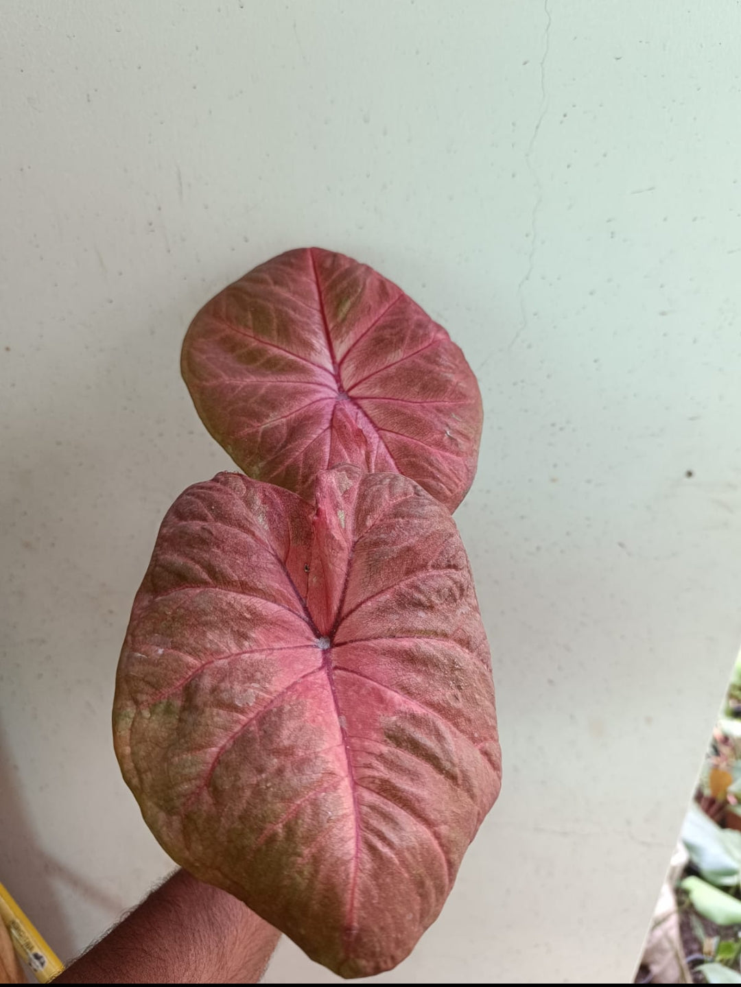 Caladium Thai imported plant