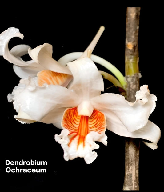 Dendrobium Ochraceum