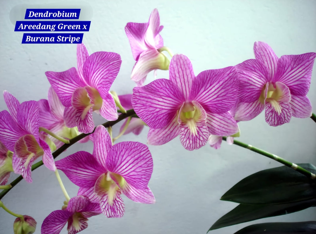 Dendrobium 1 Burana Stripe