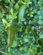 Finger lemon fruit plant