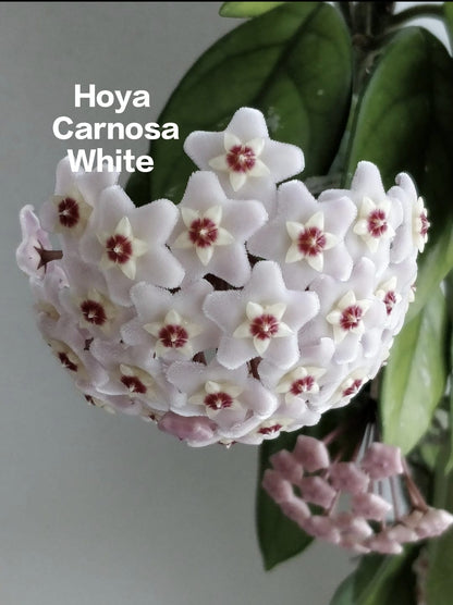 Carnossa Hoya white