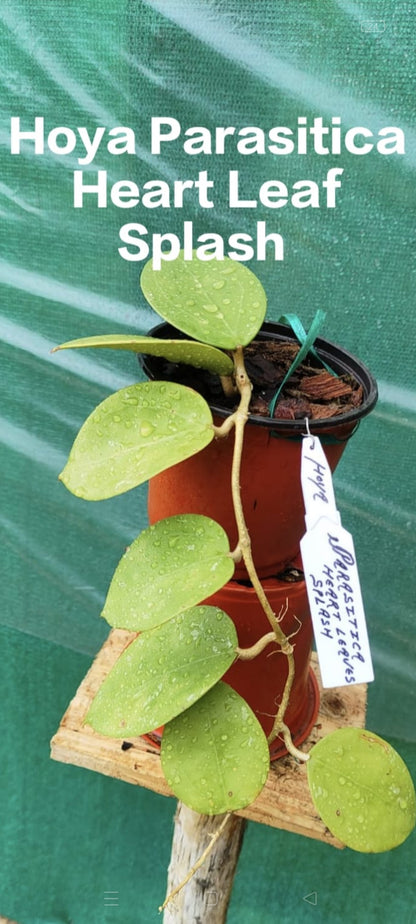 Hoya Parasitica Heart leaf