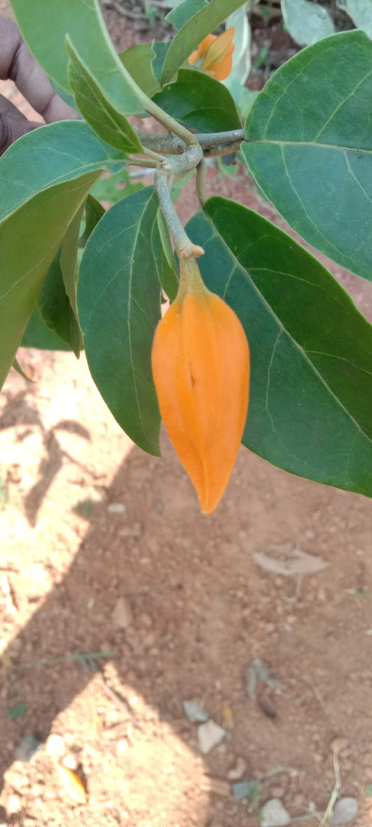 Golden finger plant (Shrub Plant)