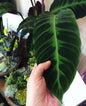 Calathea black magic